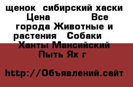 щенок  сибирский хаски › Цена ­ 12 000 - Все города Животные и растения » Собаки   . Ханты-Мансийский,Пыть-Ях г.